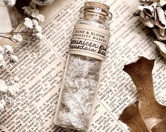Dominican Red Mountain Boa Skin in Glass Vial, Real Snake Shed, Snake Decor, Natural History, Curiosity, Oddity, Altar Decor, Unique Gift