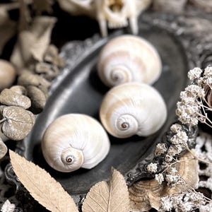 May include: Three cream-colored snail shells with spiral patterns rest on a decorative silver tray. The shells are the focal point, surrounded by dried flowers, leaves, and a skull in a still-life arrangement. The overall aesthetic is vintage and natural.