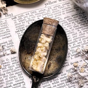 Real Tiny Rat Tail Bones in Glass Vial – No. 02, Rat Decor, Rat Gift, Natural History, Curiosity, Oddity, Altar Decor, Unique Gift Idea