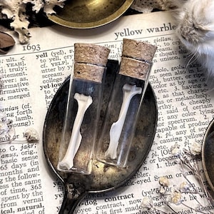 Real Petite Rat Humerus Bone in Glass Vial – No. 01, Rat Decor, Rat Gift, Natural History, Curiosity, Oddity, Altar Decor, Unique Gift Idea