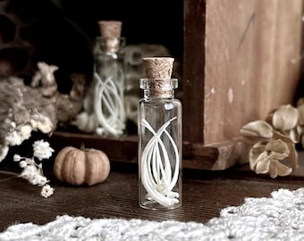 Petite Snake Bones in Glass Vial – No. 02, Snake Bones, Natural History, Curiosity, Oddity, Apothecary, Specimen, Unique Gift