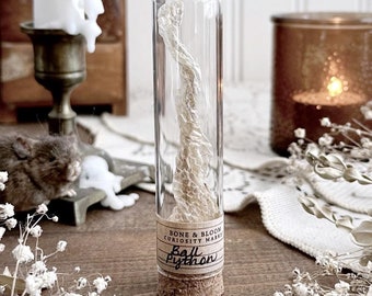 Ball Python Snake Tail in Glass Vial, Real Snake Shed, Snake Decor, Snake Gift, Natural History, Curiosity, Oddity, Altar Decor, Unique Gift