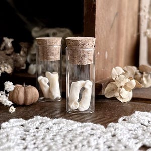 Real Badger Toe Bones in Glass Vial – No. 05, Natural History, Real Bones, Badger Decor, Curiosity, Oddity, Altar Decor, Unique Gift Idea