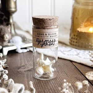 May include: A small clear glass vial with a cork stopper containing a white Burmese python vertebra. A tan paper label is wrapped around the top of the vial with the printed text BONE & BLOOM CURIOSITY MARKET and the handwritten text Burmese Python.
