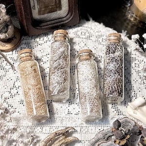 Mystery Snake Skin in Glass Vial, Real Snake Shed, Snake Decor, Natural History, Curiosity, Oddity, Altar Decor, Unique Snake Gift