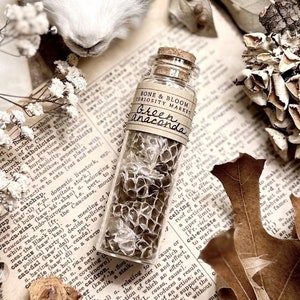 Green Anaconda Snake Skin in Glass Vial, Real Snake Shed, Snake Decor, Natural History, Curiosity, Oddity, Altar Decor, Unique Gift Idea