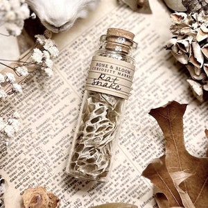 Rat Snake Skin in Glass Vial, Real Snake Shed, Snake Decor, Natural History, Curiosity, Oddity, Apothecary, Altar Decor, Unique Gift Idea