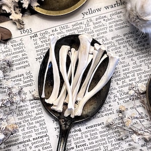 One Real Rat Tibia Bone – No. 01, Rat Decor, Rat Gift, Natural History, Curiosity, Oddity, Altar Decor, Unique Gift Idea