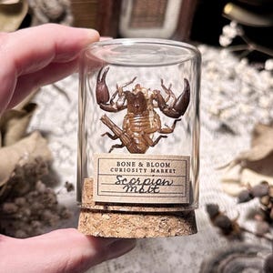 Real Scorpion Molt in Glass Vial – No. 01, Real Scorpion Exoskeleton, Curiosity, Oddity, Entomology, Altar Decor, Unique Gift Idea