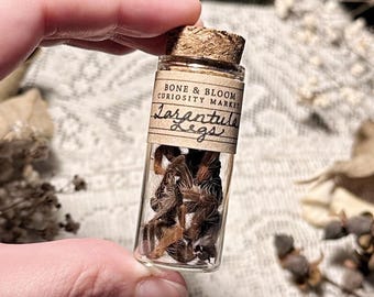 Real Petite Tarantula Legs in Glass Vial – No. 01, Spider Decor, Natural History, Curiosity, Oddity, Entomology, Altar Decor, Unique Gift