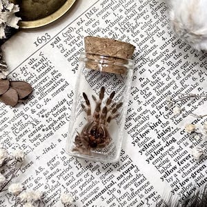 Petite Brazilian White Knee Tarantula Molt in Glass Vial – No. 26, Spider Gift, Natural History, Curiosity, Oddity, Spider Altar Decor