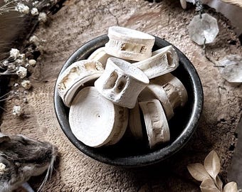 One Real Fish Vertebrae Bone, Real Fish Bones, Natural History, Curiosity, Oddity, Apothecary, Altar Decor, Unique Gift Idea