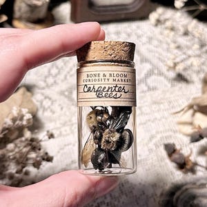 Real Imperfect Carpenter Bees in Glass Vial, Natural History, Beetle Decor, Curiosity, Oddity, Entomology, Altar Decor, Unique Gift Idea