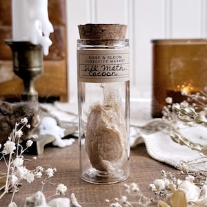 Real Silk Moth Cocoon in Glass Vial – No. 04, Natural History, Curiosity, Oddity, Moth Decor, Entomology, Altar Decor, Unique Gift Idea