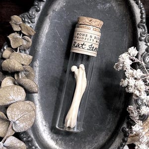 Real Rat Femur Bone in Glass Vial – No. 04, Rat Decor, Rat Gift, Natural History, Curiosity, Oddity, Altar Decor, Unique Gift Idea