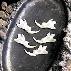 One Real Petite Rat Jawbone – No. 02, Rat Decor, Rat Gift, Mouse Decor, Natural History, Curiosity, Oddity, Altar Decor, Unique Gift Idea
