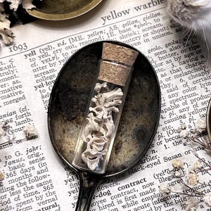 Petite Rustic Rat Vertebrae Bones in Glass Vial – No. 09, Rat Decor, Rat Gift, Natural History, Curiosity, Oddity, Altar Decor, Unique Gift