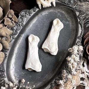 May include: Two small, off-white bones rest on a decorative, oval, silver-toned tray, with a skull in the background. The tray is surrounded by dried flowers and foliage, creating a rustic, natural aesthetic. The bones appear to be animal phalanges.