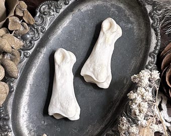 Real Deer Knuckle Bone, Real Deer Bones, Deer Decor, Natural History, Curiosity, Oddity, Apothecary, Altar Decor