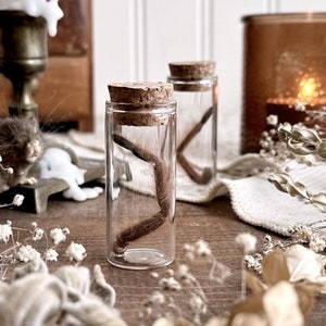 Petite Brazilian Giant Blonde Tarantula Leg in Glass Vial – No. 01, Natural History, Curiosity, Oddity, Entomology, Altar Decor, Unique Gift