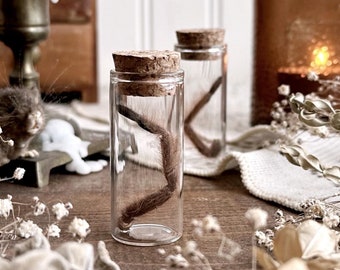 Petite Brazilian Giant Blonde Tarantula Leg in Glass Vial – No. 01, Natural History, Curiosity, Oddity, Entomology, Altar Decor, Unique Gift