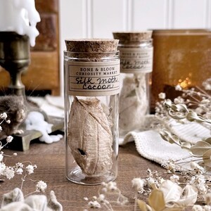 Real Silk Moth Cocoon in Glass Vial – No. 03, Natural History, Curiosity, Oddity, Moth Decor, Entomology, Altar Decor, Unique Gift Idea