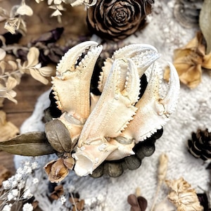 One Large Dungeness Crab Claw, Preserved Crab Claw, Crab Parts, Natural History, Beach Finds, Curiosity, Oddity, Unique Gift