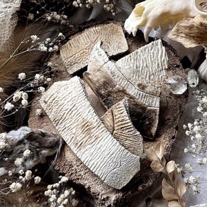 May include: An artistic arrangement featuring natural elements. The composition includes pieces of textured, off-white bark, a skull, dried flowers, and a snake skin. The color palette is neutral, with shades of brown, beige, and white, creating a rustic and organic aesthetic.
