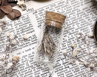 Real Petite Bagworm Cocoon in Glass Vial – No. 11, Non-Living Cocoon, Natural History, Curiosity, Oddity, Entomology, Altar Decor