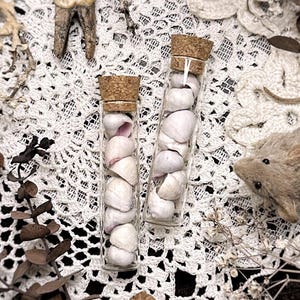 May include: Two glass vials filled with small, white seashells, each sealed with a cork stopper. The vials are displayed on a white, lace-like surface, alongside dried botanicals and a small, plush mouse.