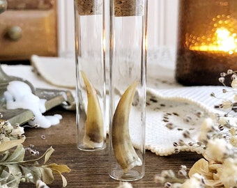 Real Snapping Turtle Claw in Glass Vial – No. 02, Real Claws, Natural History, Curiosity, Oddity, Apothecary, Altar Decor, Unique Gift Idea
