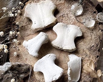 Real Rustic Deer Bones – No. 01, Real Deer Bones, Deer Decor, Natural History, Curiosity, Oddity, Apothecary, Altar Decor