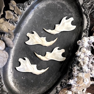 One Real Rat Jawbone – No. 01, Rat Decor, Rat Gift, Mouse Decor, Natural History, Curiosity, Oddity, Altar Decor, Unique Gift Idea