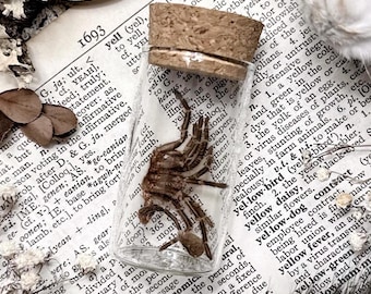 Real Tarantula Molt in Glass Vial – No. 14, Spider Gift, Natural History, Curiosity, Oddity, Spider Decor, Entomology, Altar Decor