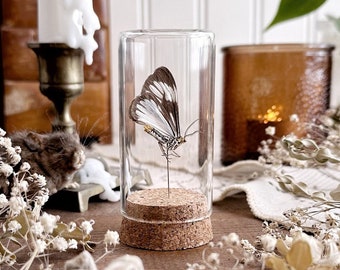 Real Preserved Moth in Glass Vial – No. 04, Moth Decor, Natural History, Curiosity, Oddity, Entomology, Real Insect, Altar Decor