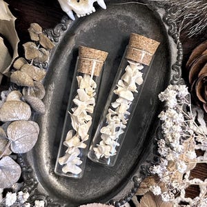 Real Rat Vertebrae Bones in Glass Vial – No. 01, Rat Decor, Rat Gift, Natural History, Curiosity, Oddity, Altar Decor, Unique Gift Idea