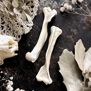 One Real Rustic Opossum Humerus Bone – No. 01, Opossum Decor, Opossum Gift, Natural History, Curiosity, Oddity, Altar, Unique Gift