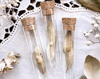 Mystery Petite Fuzzy Oak Gall on Dried Leaf in Glass Vial – No. 01, Dried Botanicals, Natural History, Fall Decor, Curiosity, Unique Gift