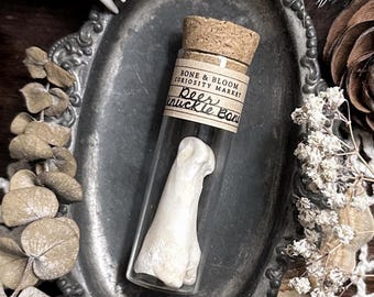 Real Deer Knuckle Bone in Glass Vial – No. 01, Real Deer Bones, Deer Decor, Natural History, Curiosity, Oddity, Altar Decor