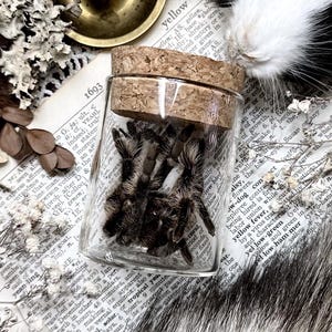 Real Large Curly Hair Tarantula Molt in Glass Vial – No. 02, Spider Gift, Natural History, Curiosity, Oddity, Spider Altar Decor, Entomology