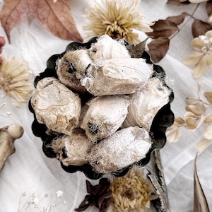 One Real Silk Moth Cocoon – No. 01, Real Insect Cocoon, Non-Living, Natural History, Curiosity, Oddity, Entomology, Altar Decor, Unique Gift