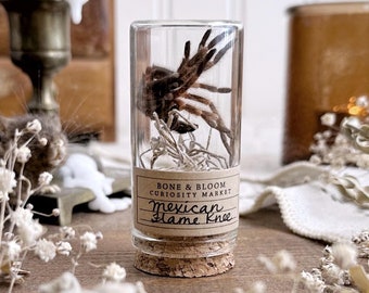 May include: A clear glass vial with a cork stopper containing a preserved brown tarantula specimen. A tan paper label is wrapped around the base with the printed text BONE & BLOOM CURIOSITY MARKET and the handwritten text Mexican Flame Knee.