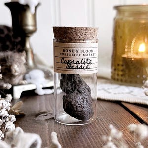 May include: A dark, textured coprolite fossil specimen contained within a clear glass vial. The vial is sealed with a cork stopper and features a paper label printed with the text Bone & Bloom Curiosity Market and the handwritten words Coprolite Fossil.