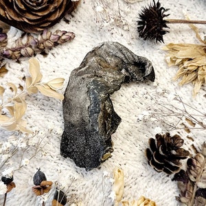 Real Mummified Coyote Tongue, Real Dried Tongue, Natural History, Curiosity, Oddity, Apothecary, Altar Decor, Unique Gift