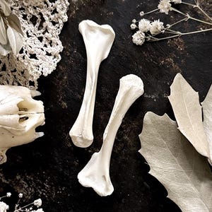 One Real Opossum Humerus Bone – No. 02, Opossum Decor, Opossum Gift, Natural History, Curiosity, Oddity, Apothecary, Altar, Unique Gift