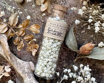 Dried Baby’s Breath Buds in Glass Vial, Dried Flowers, Dried Botanicals, Natural History, Curiosity, Apothecary, Altar Decor, Unique Gift