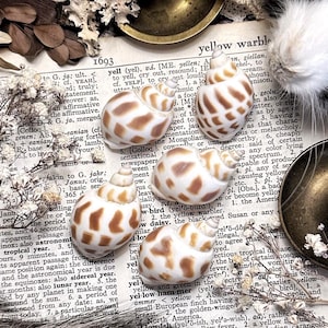 5 Large Babylonia Shells, Natural History, Real Seashells, Snail Shells, Ocean Decor, Beach Decor, Curiosity, Oddity