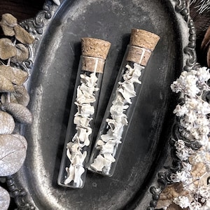 Petite Rustic Rat Vertebrae Bones in Glass Vial – No. 04, Rat Decor, Rat Gift, Natural History, Curiosity, Oddity, Altar Decor, Unique Gift