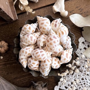 7 Small Babylonia Shells, Natural History, Real Seashells, Snail Shells, Ocean Decor, Beach Decor, Curiosity, Oddity