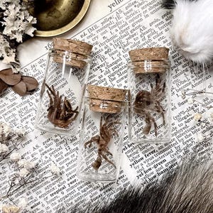 May include: Three small glass jars with cork stoppers, each containing a preserved brown spider. The jars are sitting on a book with text about yellow warblers.